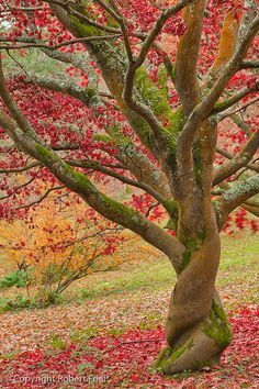 خلفيات أشجار جميلة 2022 صور أشجار طبيعية ملونة