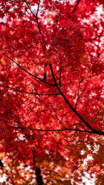 خلفيات أشجار جميلة 2022 صور أشجار طبيعية ملونة