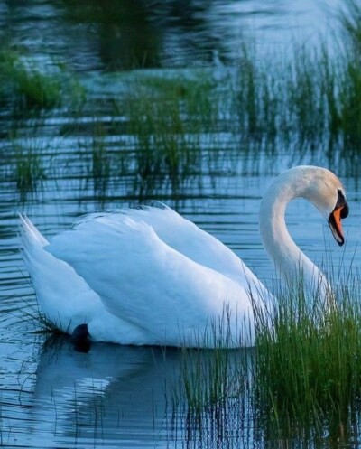 صور بجع full hd خلفيات بجع رائعة - إمبراطورية الصور