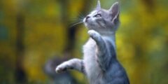 صور قطط كيوت 2023 اجمل قطط في العالم