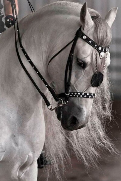 صور حصان جميل.