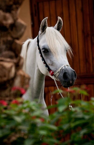 خيول عربية كشخة.