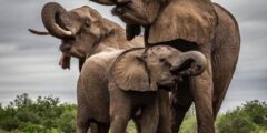 صور فيل خلفيات فيل 4k