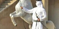 صور خيل عربي | اجمل خلفيات الخيول بالعالم 4k