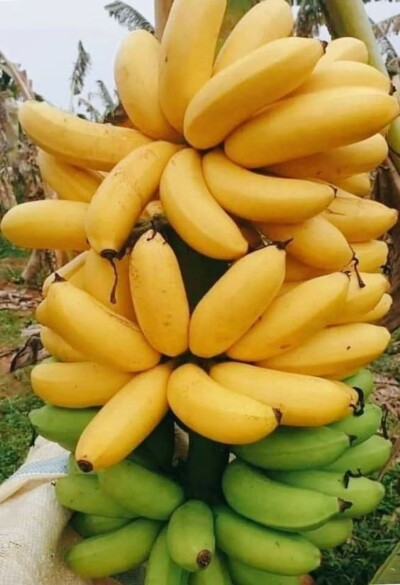 خلفيات ثمرة الموز.