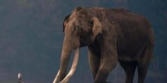 صور حيوان الفيل | خلفيات أفيال ضخمة