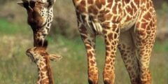 خلفيات حيوان الزرافة giraffe صور زرافة Hd