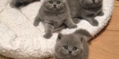 خلفيات قطط كيوت 2024 صور قطط صغيرة تجنن